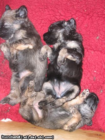 Cao da Serra de Aires Hunde Foto 12013 Cao da Serra de Aires Gaelic crowns Welpen 4wochen alt
