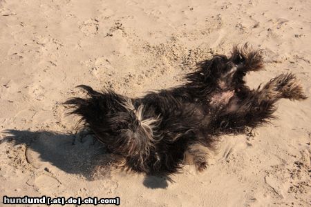 Cao da Serra de Aires Beleza beim Sandbaden