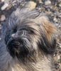Cao da Serra de Aires Foto: Gaelic crowns Daires & Briards (ID 32827) Cao da Serra de Aires Hund