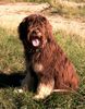 Cao da Serra de Aires Foto: Gaelic crowns Bonito (ID 32821) Cao da Serra de Aires Hund