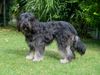 Cao da Serra de Aires Foto: Gaelic Crown´s Cachopa (ID 43596) Cao da Serra de Aires Hund