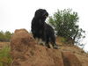 Cao da Serra de Aires Foto: Cabrita macht Urlaub in Frankreich (ID 40642) Cao da Serra de Aires Hund
