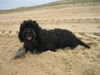 Cao da Serra de Aires Foto: Cabrita macht Urlaub in Frankreich (ID 40643) Cao da Serra de Aires Hund