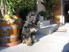Cao da Serra de Aires Foto: Basco da Casa Hippie (ID 1395) Cao da Serra de Aires Hund