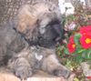 Cao da Serra de Aires Foto: Gaelic crowns Welpen 7wochen alt (ID 12008) Cao da Serra de Aires Hund