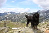 Cao da Serra de Aires Hund