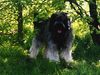 Cao da Serra de Aires Foto: Multichampion Jaqueta da Quinta d ´Abroeira (ID 5691) Cao da Serra de Aires Hund
