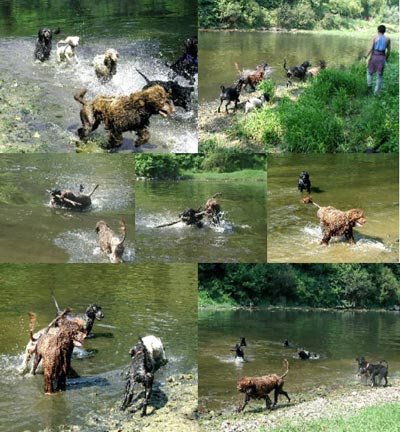 Cao de Agua Portugues Hunde Foto 613 Cao de Agua Portugues Erfrischung