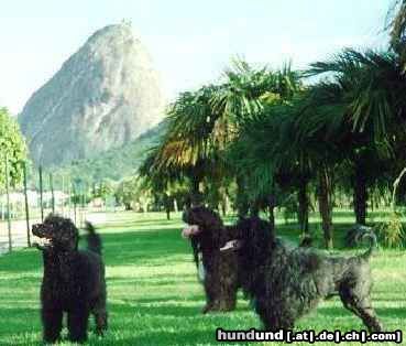 Cao de Agua Portugues A tribute to our beloved dogs that belong to the gene pool that cannot be gotten again