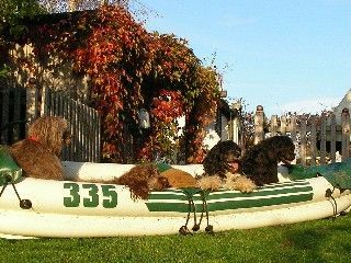 Cao de Agua Portugues Alle Mann im Boot