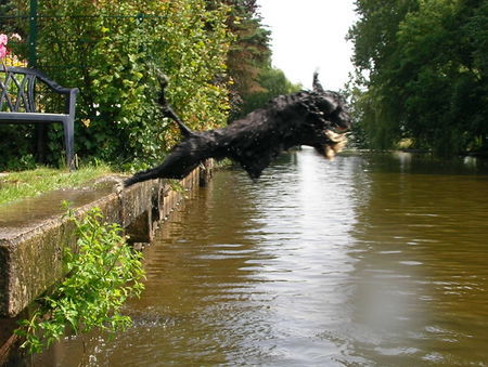 Cao de Agua Portugues Der Sprung in den Fluß