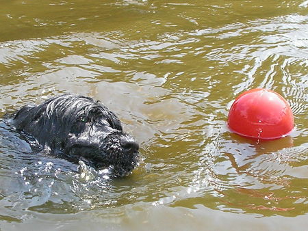 Cao de Agua Portugues Hunde Foto 32975 Cao de Agua Portugues Lieber Ball komm zu mir...