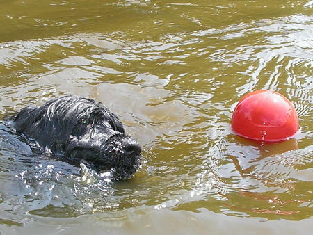 Cao de Agua Portugues Lieber Ball komm zu mir...