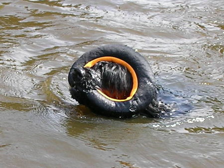 Cao de Agua Portugues Der Sprung in den Fluß