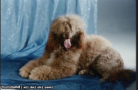 Cao de Agua Portugues Gucci