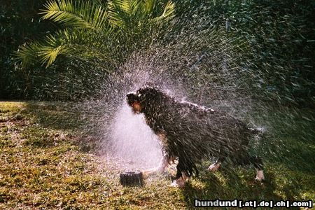 Cao de Agua Portugues Pussina beim Trockenvorgang