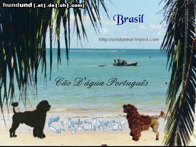 Cao de Agua Portugues A tribute to our beloved dogs that belong to the gene pool that cannot be gotten again