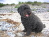 Cao de Agua Portugues Foto: Wo ist mein Frauchen?! (ID 32096) Cao de Agua Portugues Hund