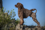 Cao de Agua Portugues Hund