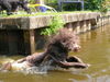 Cao de Agua Portugues Hund