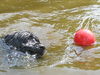 Cao de Agua Portugues Hund