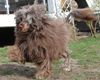 Cao de Agua Portugues Foto: Vom Winde verweht (ID 37435) Cao de Agua Portugues Hund