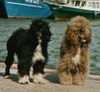 Cao de Agua Portugues Hund