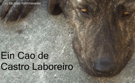 Cao do Castro Laboreiro Lobeiro claro