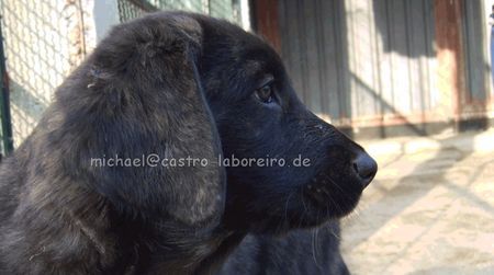 Cao do Castro Laboreiro Ein CCL