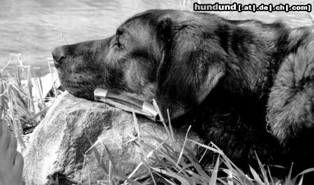 Cao do Castro Laboreiro Hunde Foto 46636 Cao do Castro Laboreiro Cao de Castro Laboreiro
