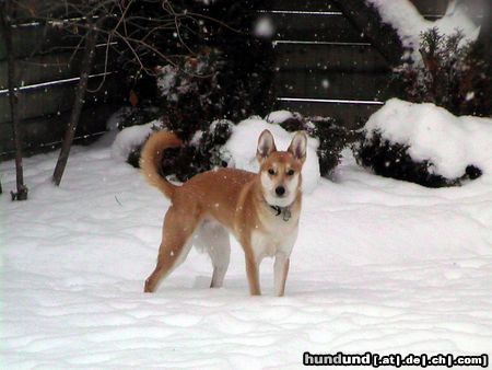 Carolina Dog Hunde Foto 20942 in höherer Auflösung ansehen Carolina Dog