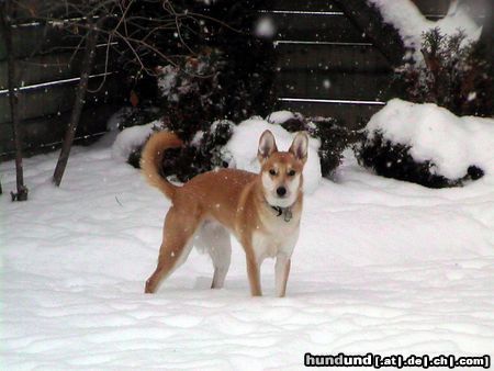 Carolina Dog