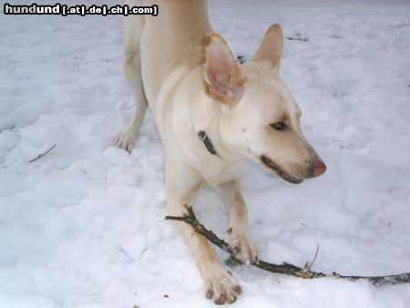 Carolina Dog Unser C-Dog ???