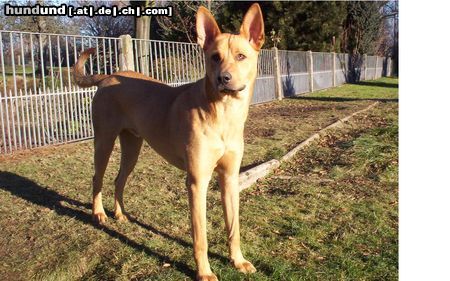 Carolina Dog Carolina Dog/ Dingo in Deutschland  ein sehr  liebes wesen