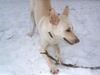 Carolina Dog Hund