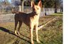 Carolina Dog Hund