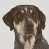 Catahoula Leopard Dog, Catahoula Hog Dog, Catahoula Cur