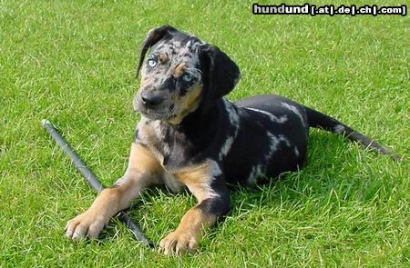 Catahoula Leopard Dog Twister im Garten 2002 alter 9 wochen