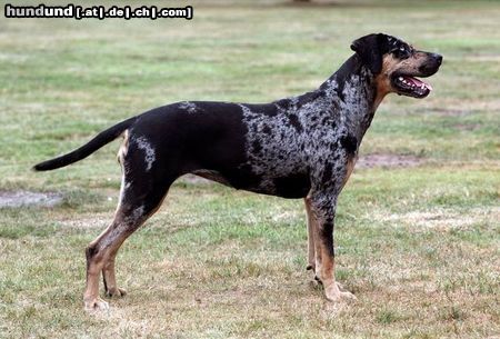 Catahoula Leopard Dog Twister im Garten 2003 alter 18 Monate