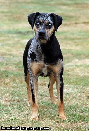 Catahoula Leopard Dog Twister im Garten 2003 alter 18 Monate