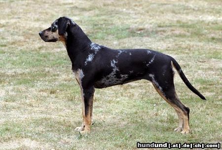 Catahoula Leopard Dog Twister im Garten 2003 alter 18 Monate