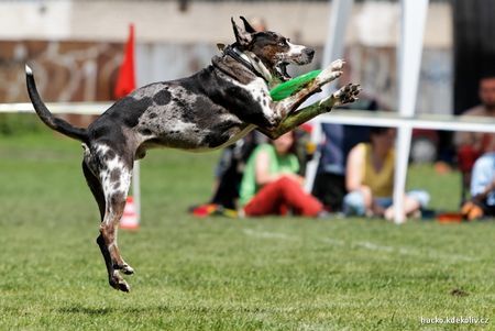 Catahoula Leopard Dog Nymburk Disc dog cup