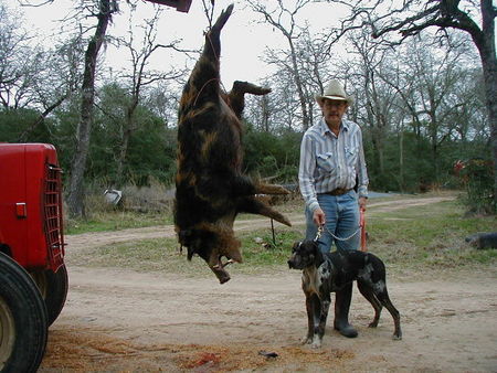 Catahoula Leopard Dog catahoula leopard dog