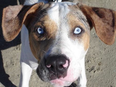 Catahoula Leopard Dog Aimee - meine Catahoulahuendin aus Texas