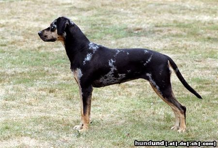 Catahoula Leopard Dog Mein Catahoula Leopard Dog Abney's Twister