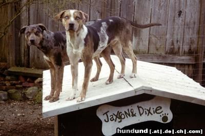 Catahoula Leopard Dog Hunde Foto 3753 Catahoula Leopard Dog