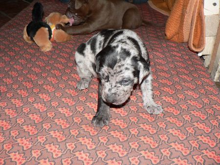 Catahoula Leopard Dog Enigma Šumící křídla hat Wellpen