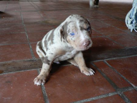 Catahoula Leopard Dog Enigma Šumící křídla hat Wellpen