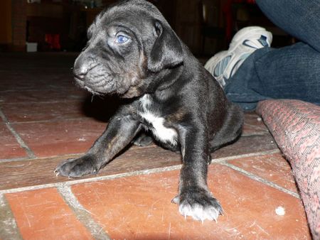 Catahoula Leopard Dog Enigma Šumící křídla hat Wellpen