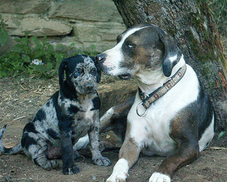 Catahoula Leopard Dog Mutterliebe